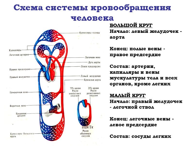 Схема системы кровообращения человека БОЛЬШОЙ КРУГ Начало: левый желудочек - аорта  Конец: полые